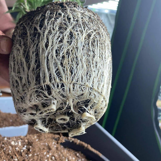 Ultra Bio-Boost (biological supplement)