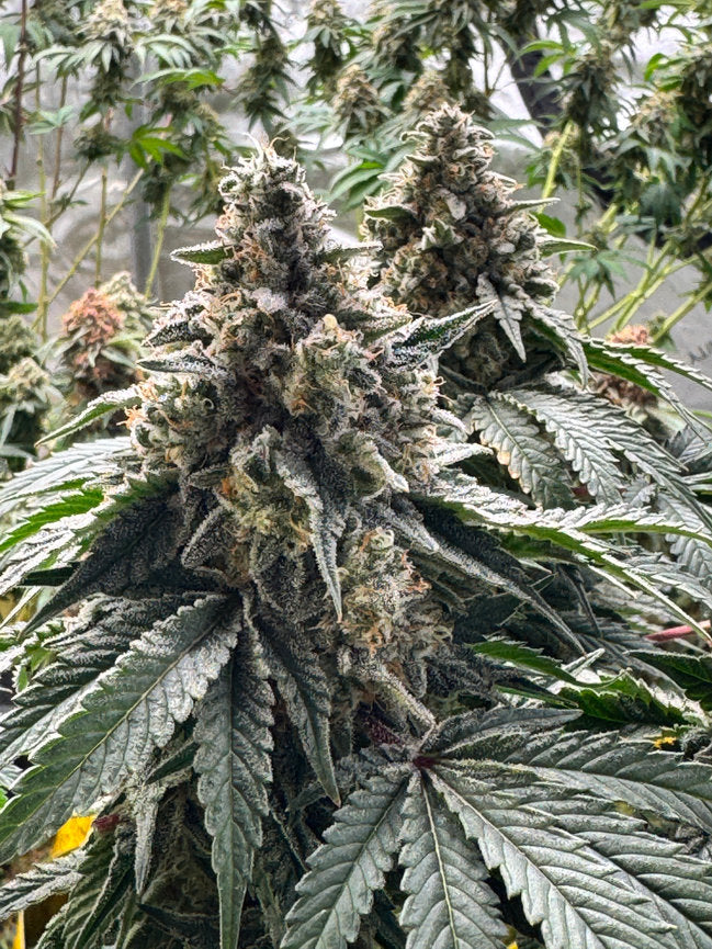 Premium Clones