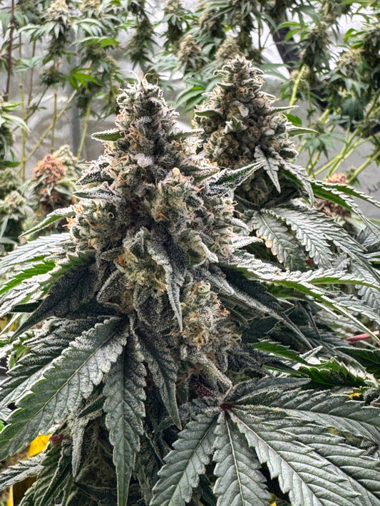 Premium Clones