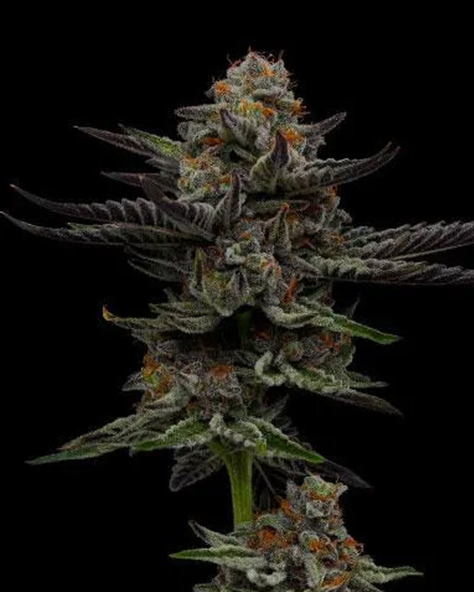 Premium Clones